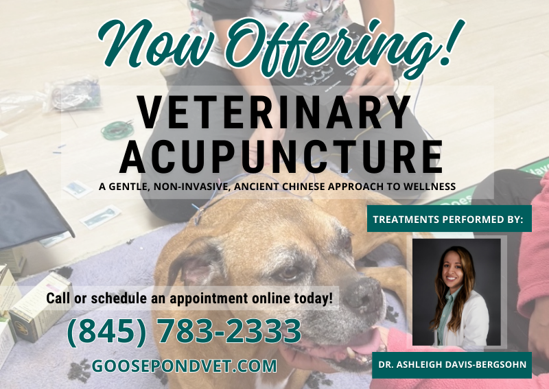 Carousel Slide 2: Veterinary Acupuncture