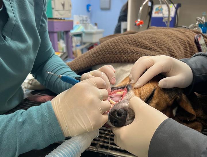 Preventive Dental Care $practice