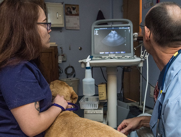 Pet Ultrasound